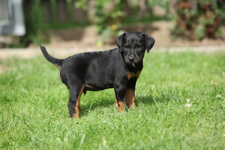 Немецкий Ягдтерьер