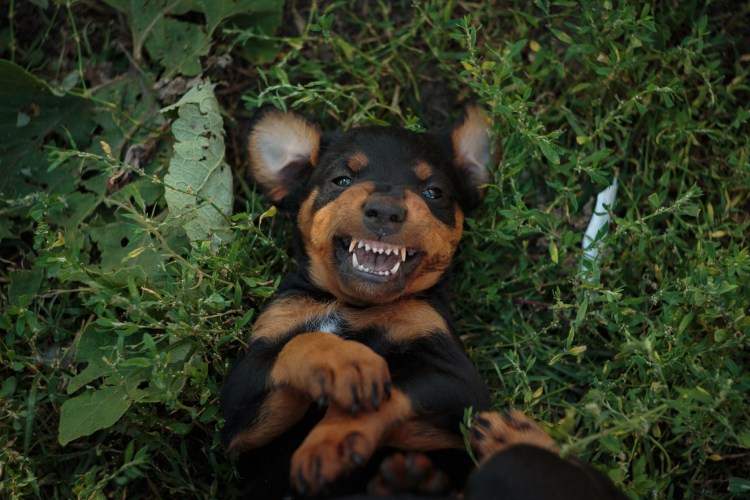 Немецкий Ягдтерьер щенок