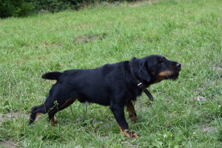 Ягдтерьер гладкошерстный