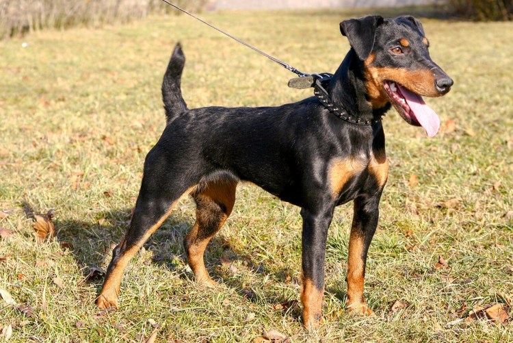 Немецкий Ягдтерьер
