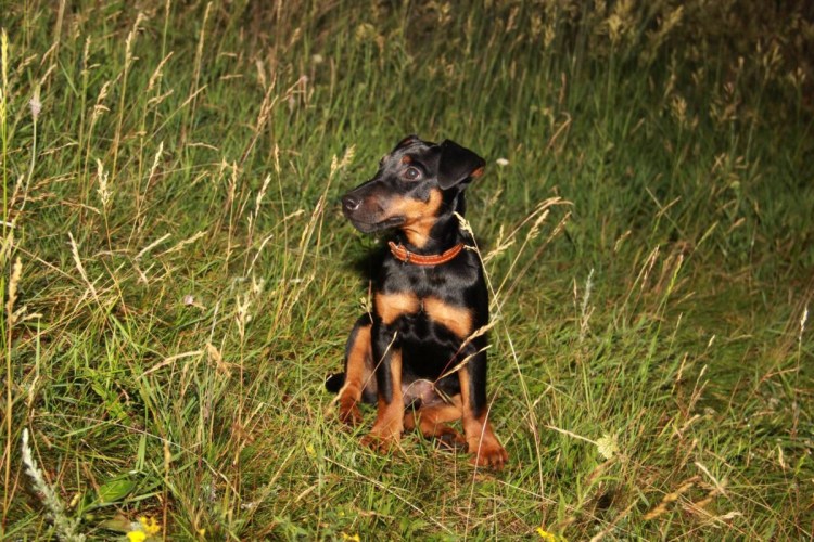 Немецкий Ягдтерьер короткошерстный