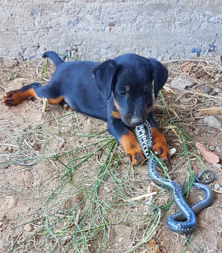 Ягдтерьер собака