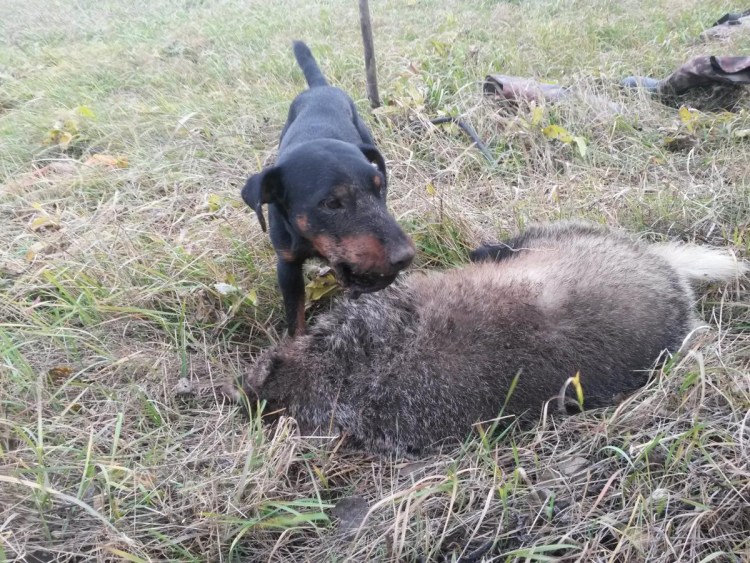 Ягдтерьер на охоте на барсука