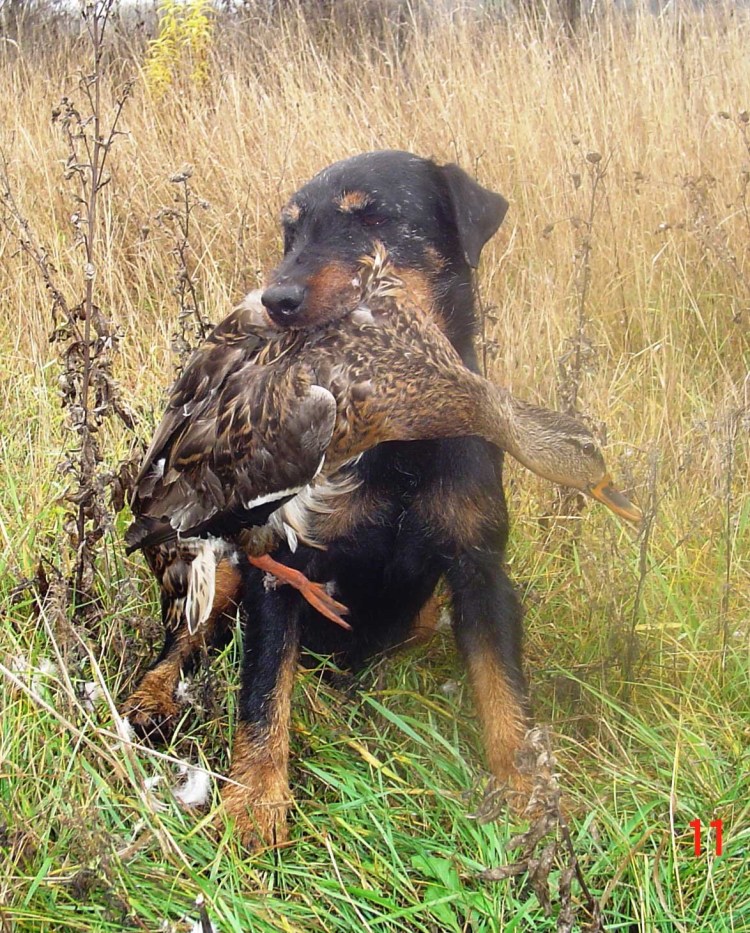 Норные охотничьи собаки Ягдтерьер