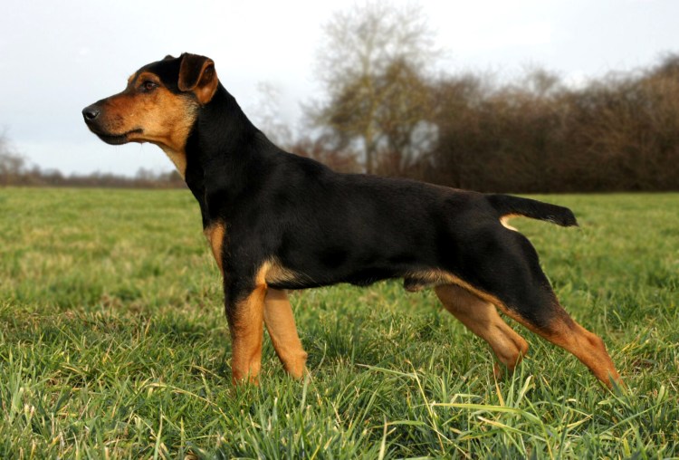 Ягдтерьер гладкошерстный