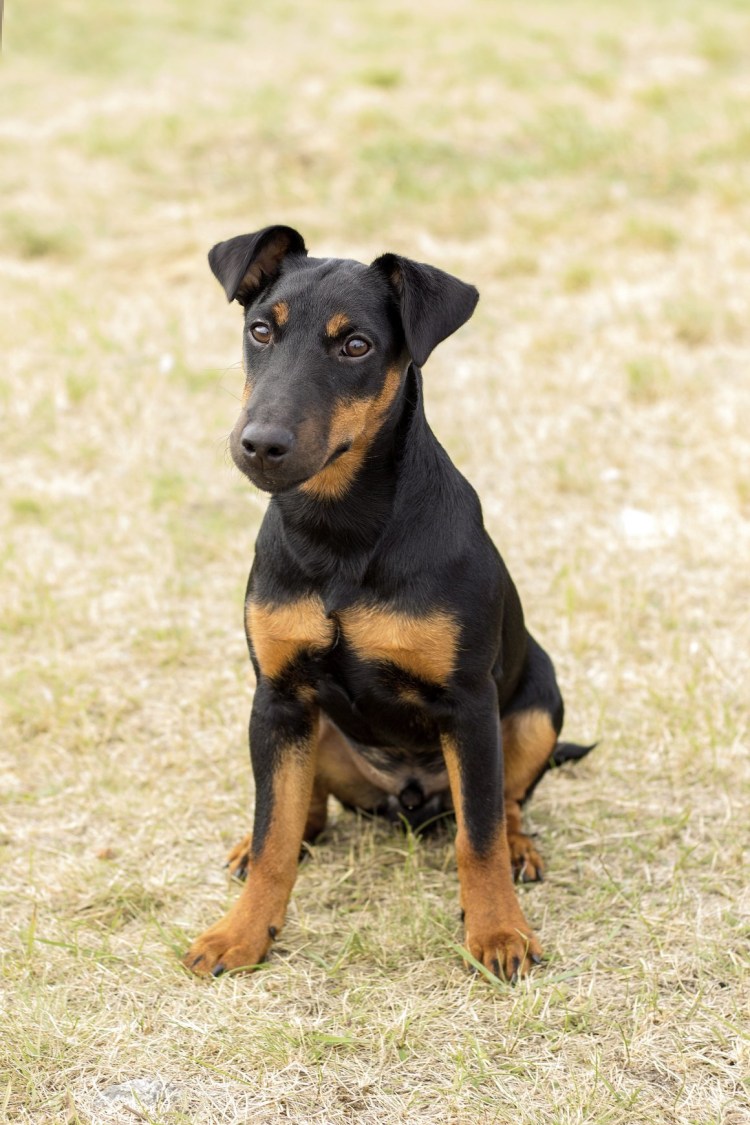 Ягдтерьер гладкошерстный