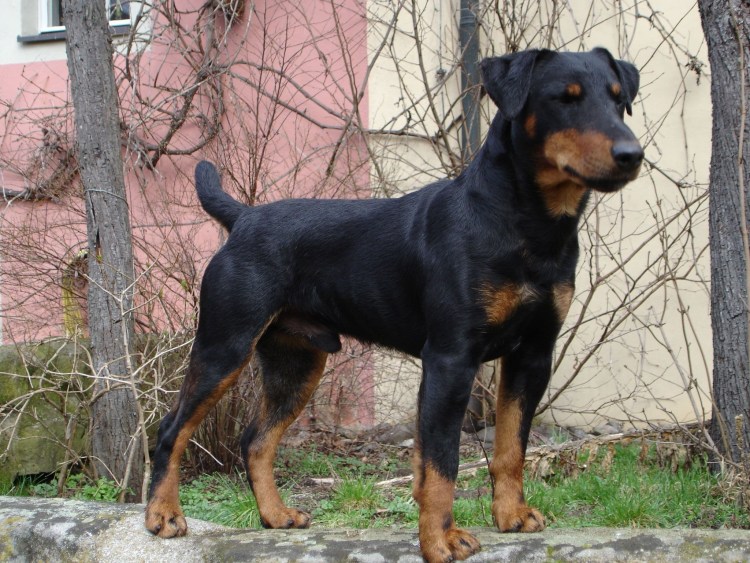 Ягдтерьер гладкошерстный