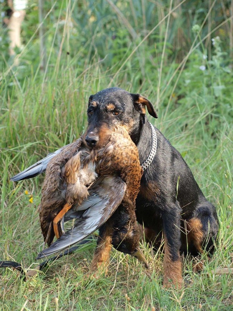 Немецкий охотничий терьер Ягдтерьер