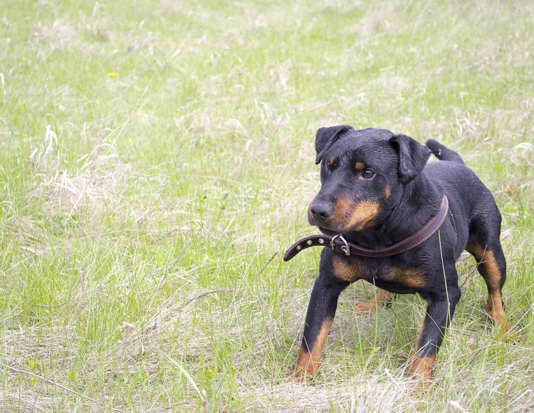 Немецкий Ягдтерьер