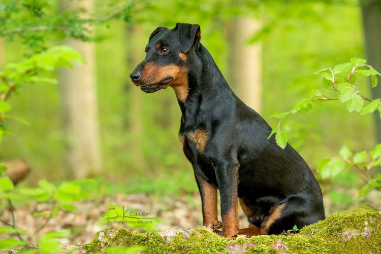 Девушка ягды