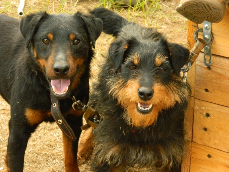 Ягдтерьер жесткошерстный