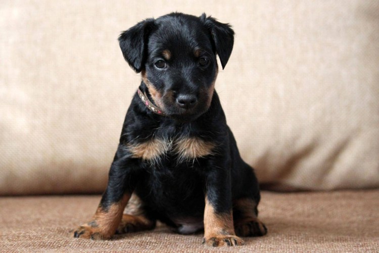 Немецкий Ягдтерьер гладкошерстный