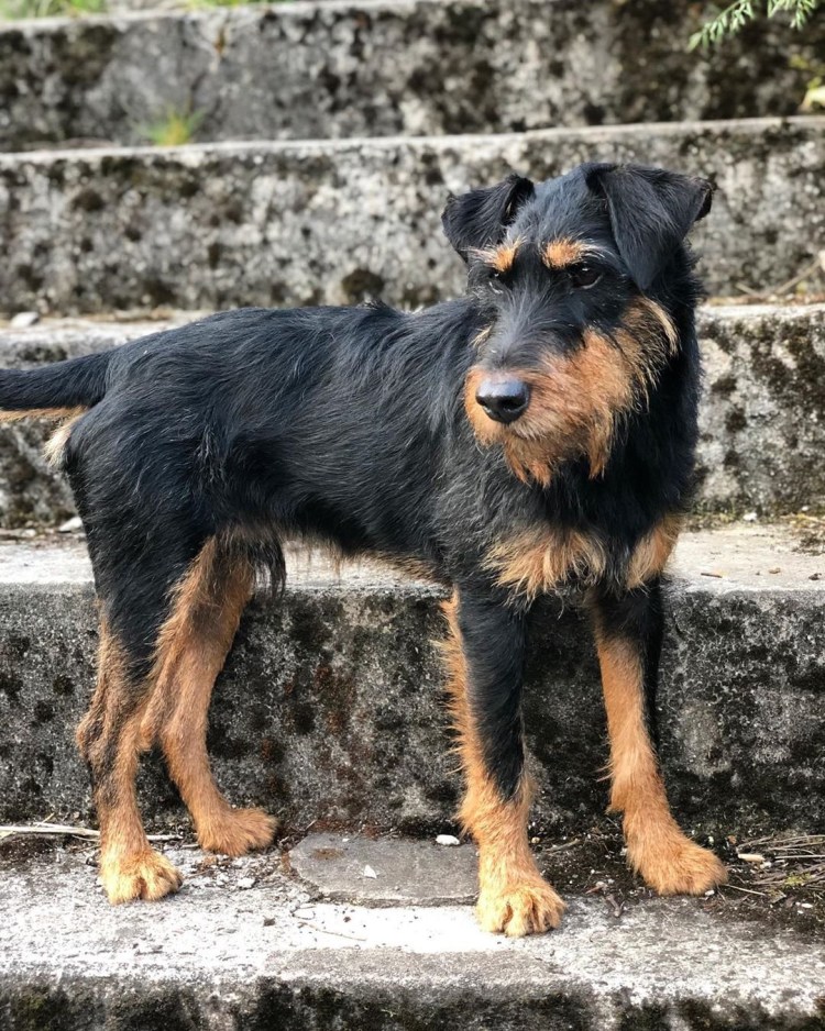 Ягдтерьер жесткошерстный