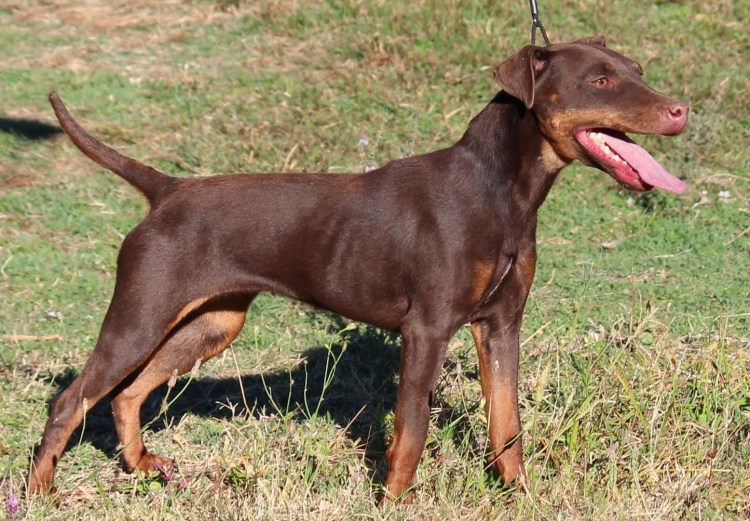 Порода Паттердейл терьер