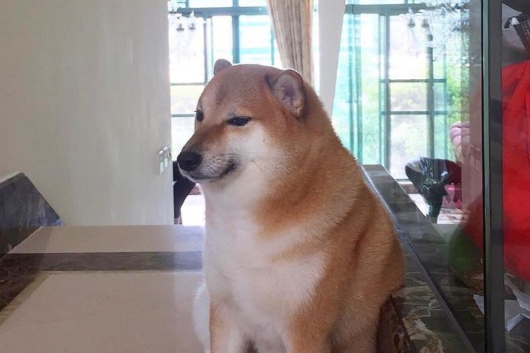 Сиба ину Мем 2020