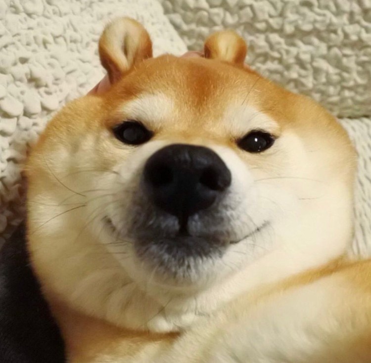 Шиба ину Doge