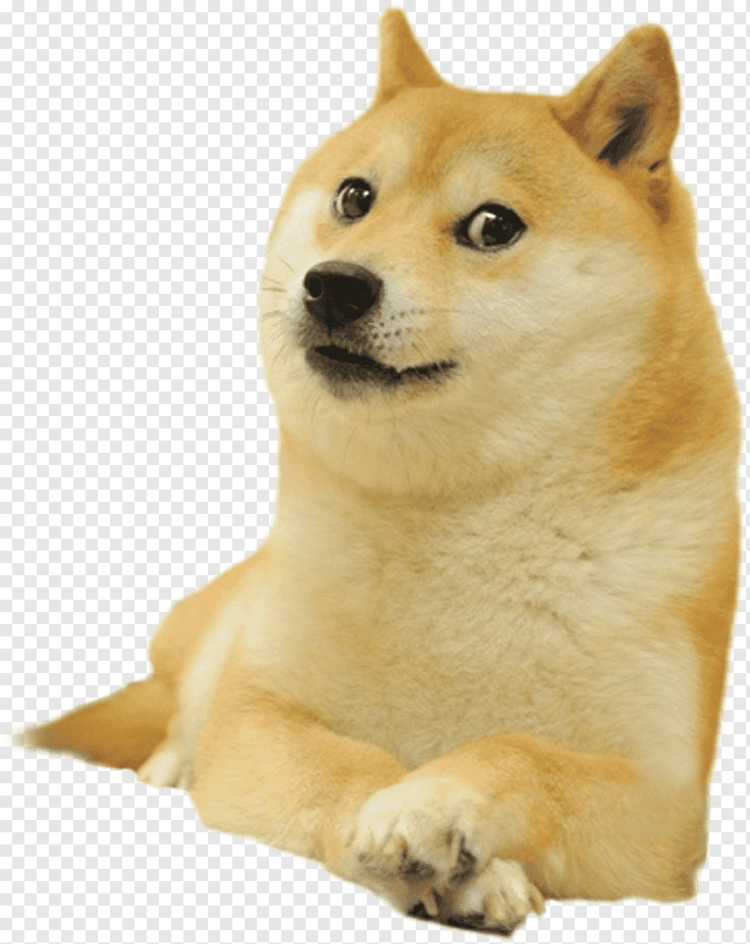 Сиба-ину Doge Мем