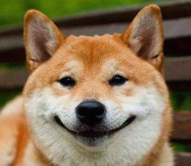 Акита ину Doge