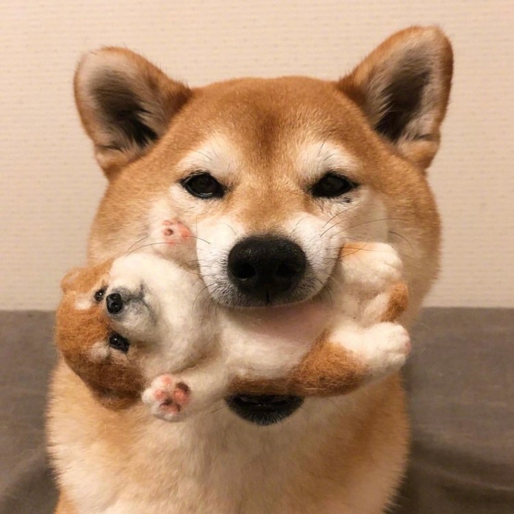 Сиба ину мемы