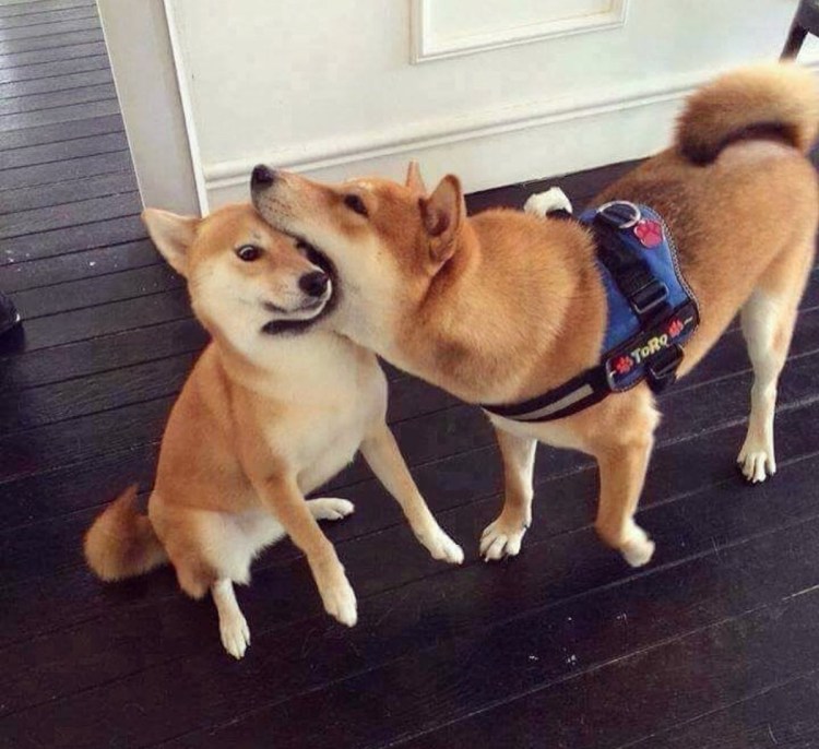 Шиба ину с черными лапами