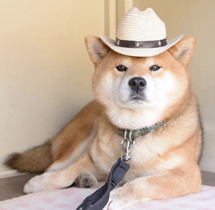 Сиба ину на аву