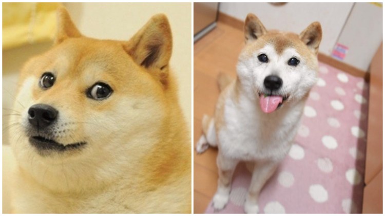 Сиба-ину Doge