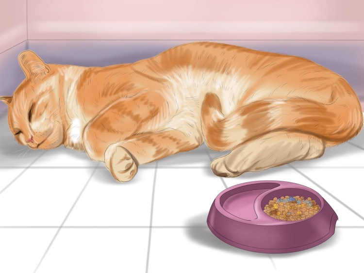 Миска для кошек