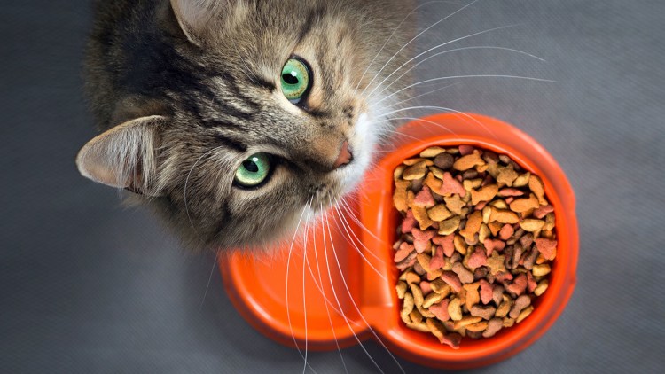 Покормить кошку