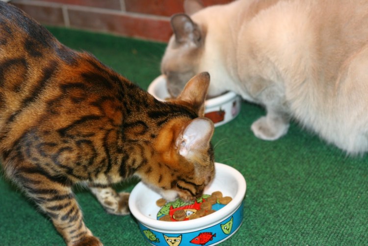 Еда для котиков