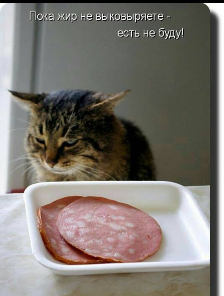 Кот и много еды