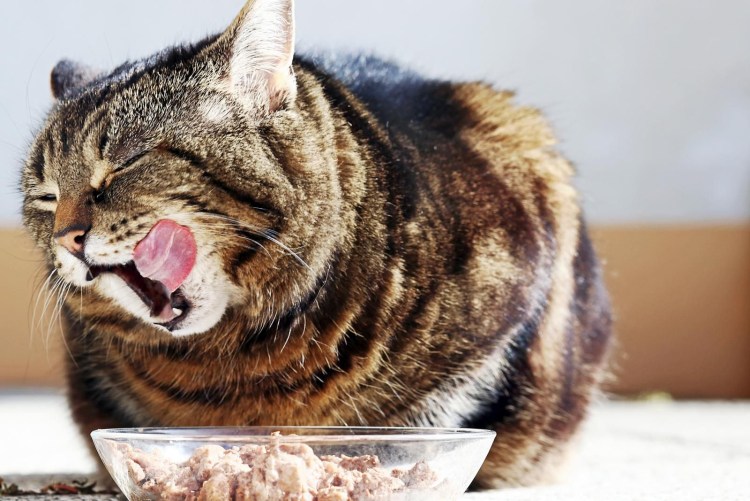 Что едят бенгальские кошки