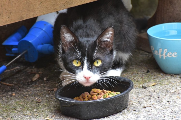 Кот вегетарианец