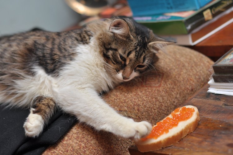 Кошачья еда