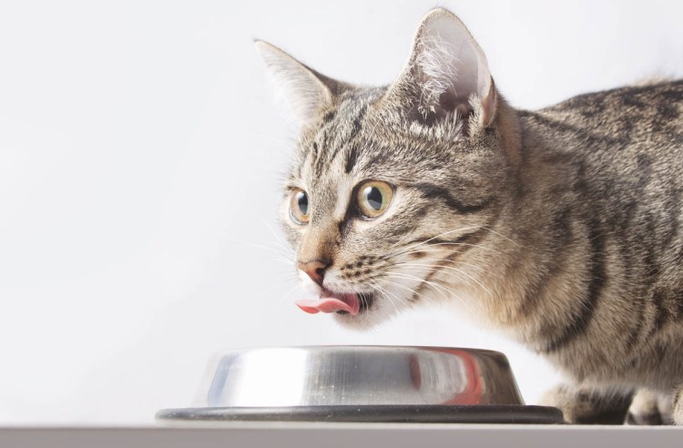 Вода в миске для кота