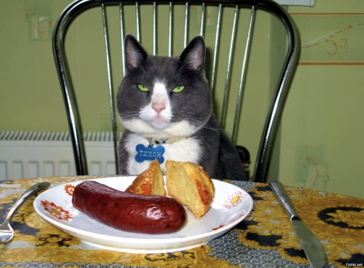 Корм для кошек