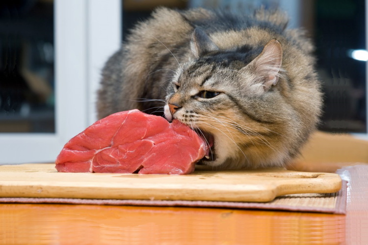 Голодный кот