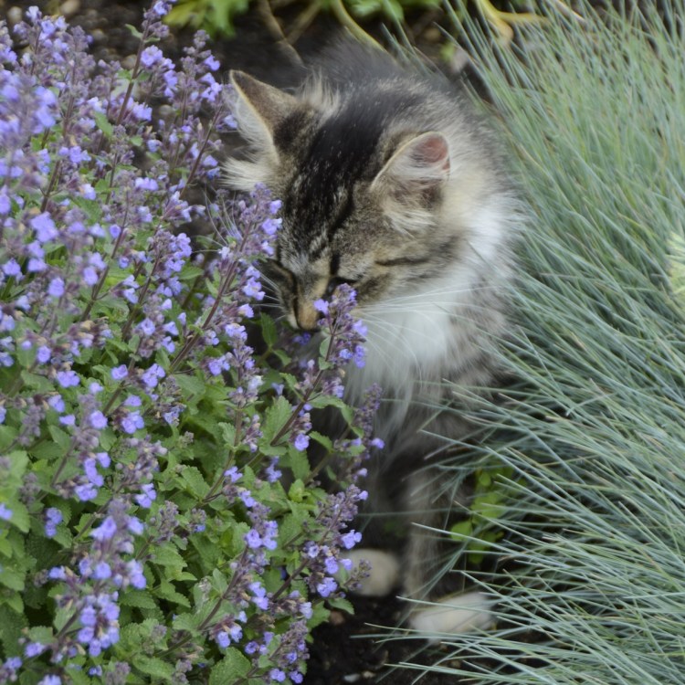 Котовник Nepeta purrsian Blue
