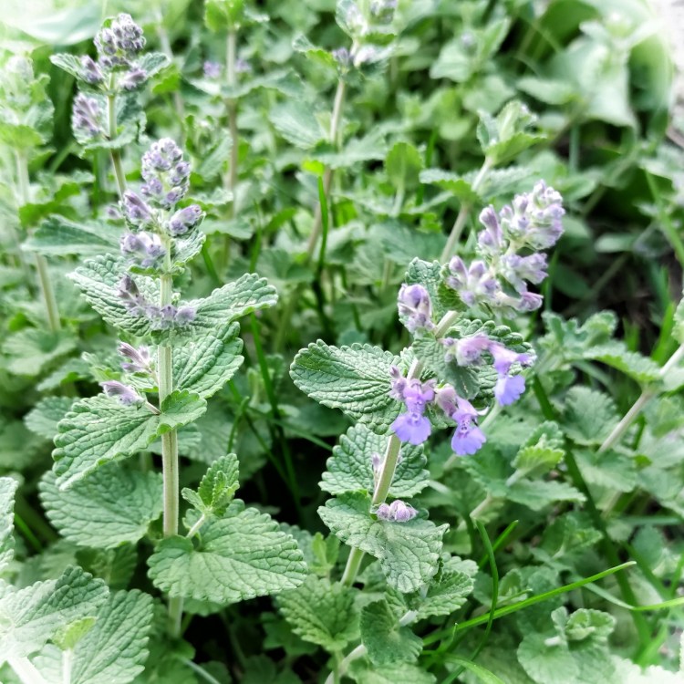 Котовник Луговой