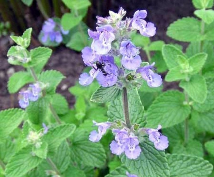 Кот в траве