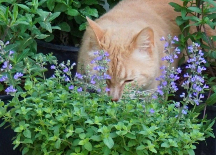 Валерьянка Кошачья трава