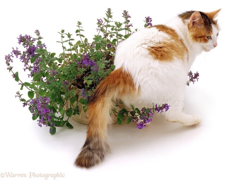 Котовник кошачий (Nepeta cataria)