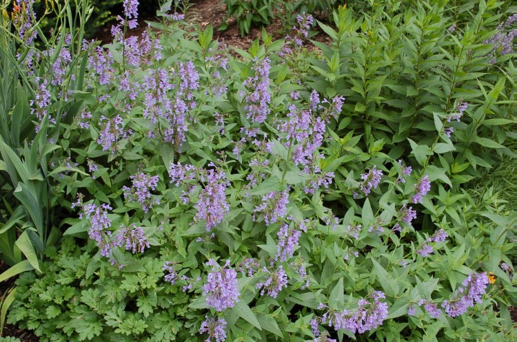 Котовник (Nepeta) Neptune
