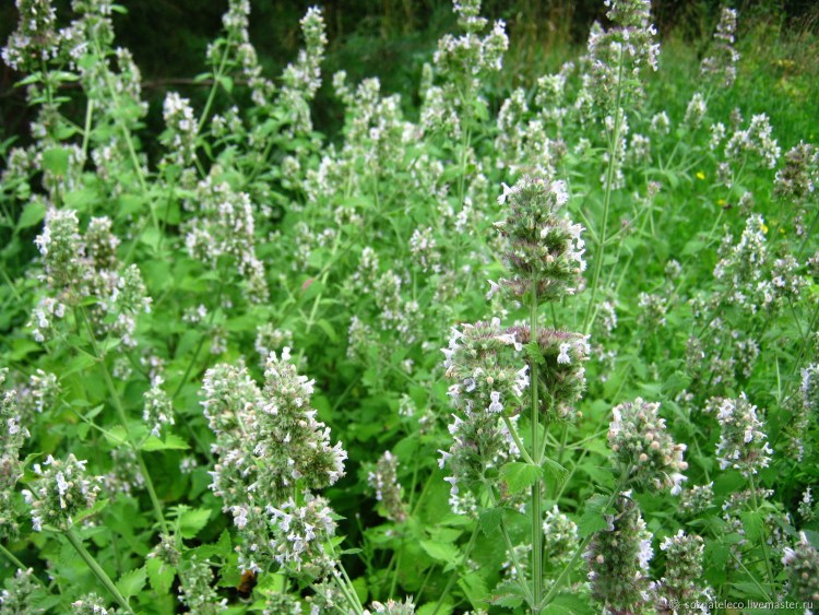 Котовник кошачьи лапки