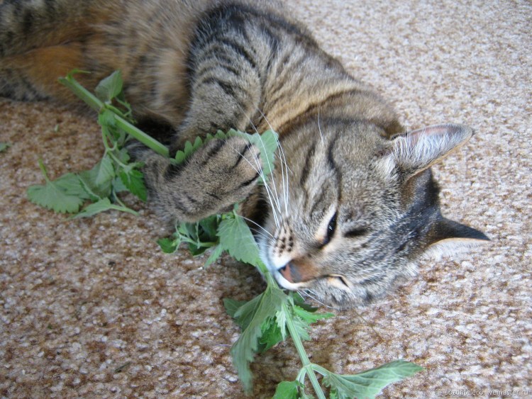 Котовник Кошачья мята