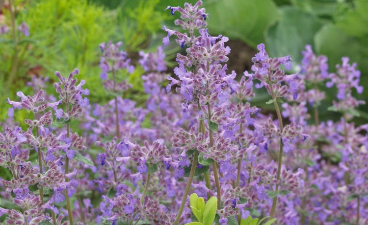 Котовник Муссини