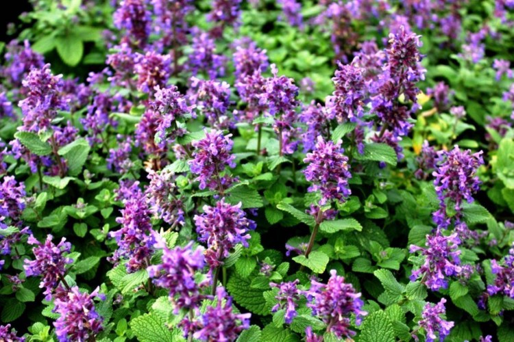 Котовник лимонный