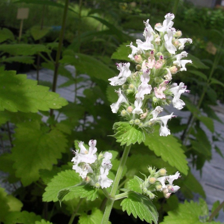 Кошачья мята