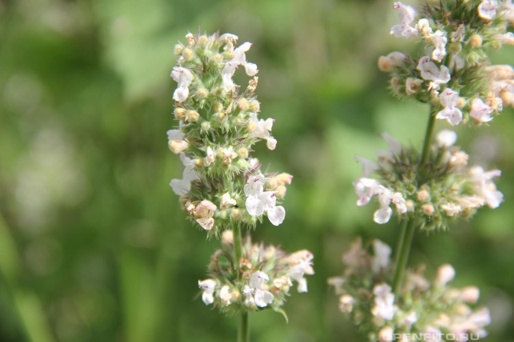 Catnip Nepeta cataria
