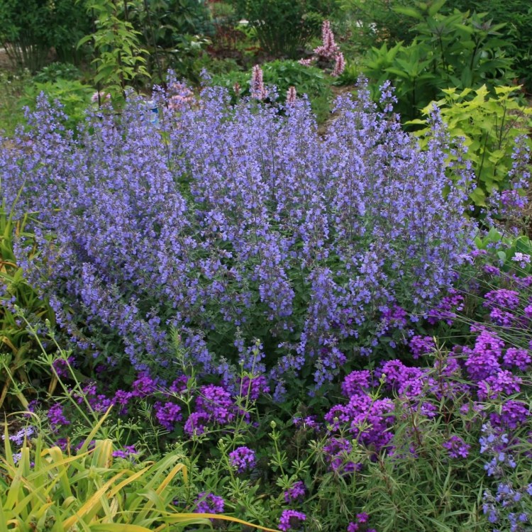 Кошачья мята