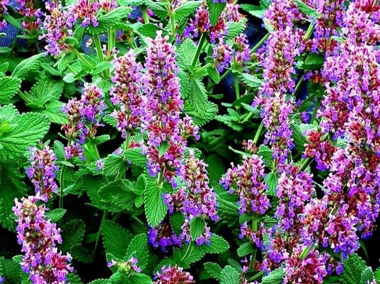 Мята Мелисса котовник